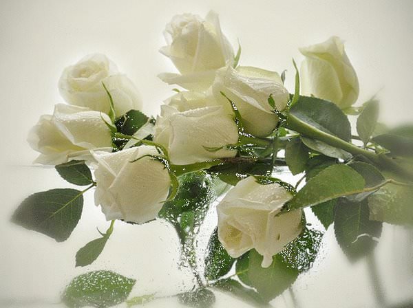Белые розы – самые популярные свадебные цветы