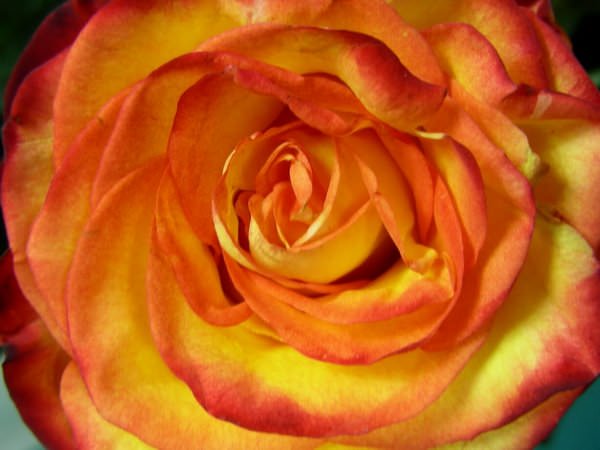 Роза сорта «Хай Меджик»