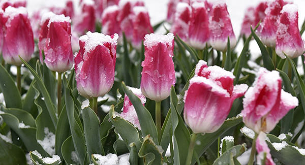 Тюльпан – символ весны и пробуждения природы