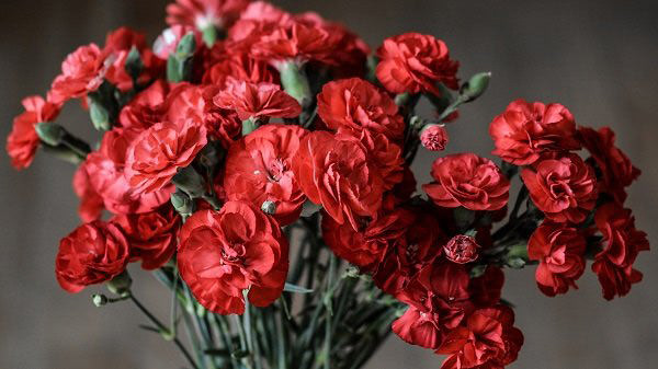 Красные гвоздики – классический вариант цветов в подарок к 9 мая.