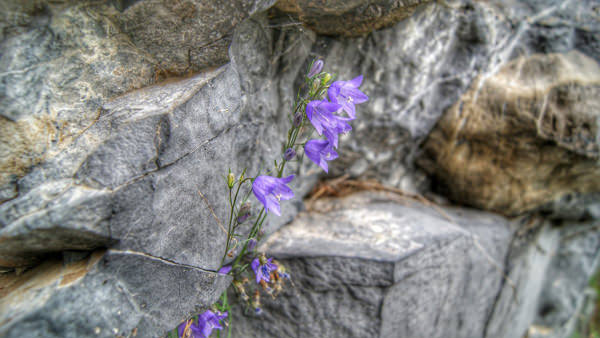 Подарить цветы, растущие в скалах – очень оригинальный шаг