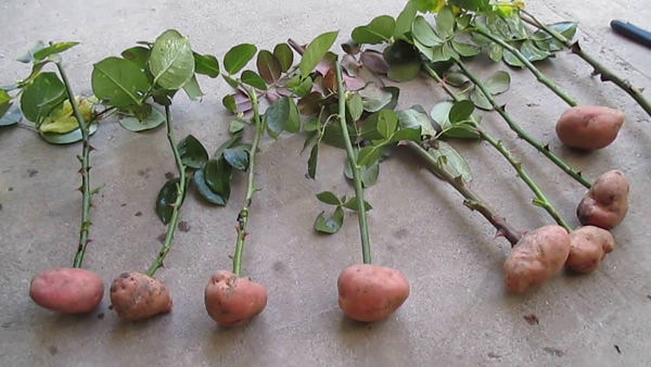 Укоренение черенков роз в картофельных клубнях.