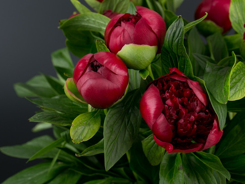 В «Парижанке» вы можете купить для Льва цветы с доставкой недорого: будь то роскошные пионы или королевские розы.