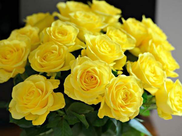 Желтые розы дешево помогут привести мысли в порядок.