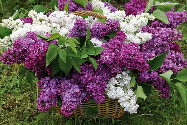 Закажите в цветочном салоне корзину сирени с белыми и лиловыми гроздьями – ваша избранница «растает» от умиления.