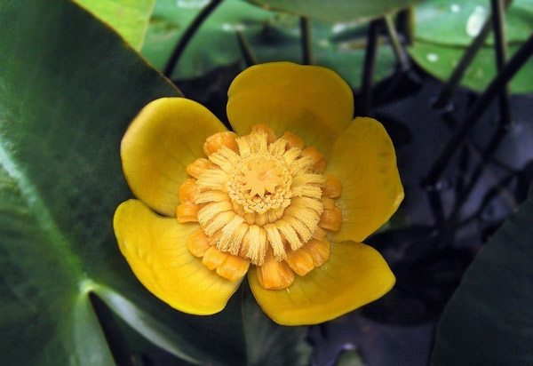 Букеты из цветов Кубышки желтой имеют высокую декоративную ценность.