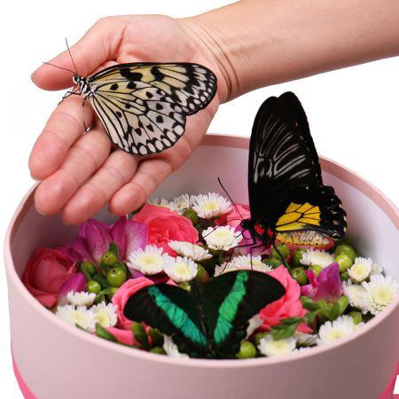 Обратите внимание на презенты с бабочками, которые представлены в каталоге цветов салона «Парижанка» – такие сюрпризы запоминаются надолго. 