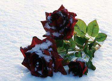 Букет из красных роз – классика, выражающая страсть и чувственность