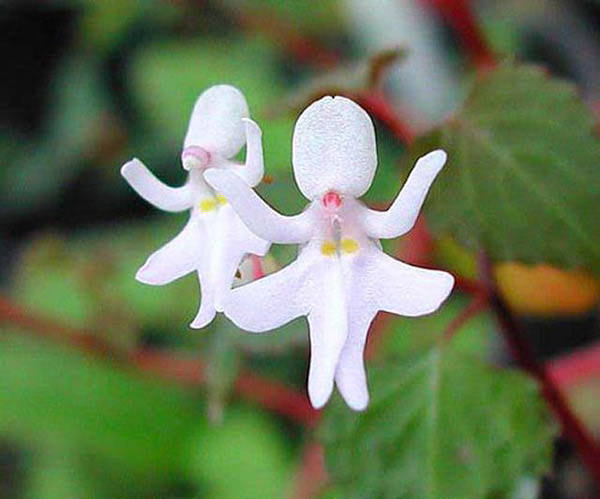 Орхидеи в виде танцующих девочек – интересное творение природы.