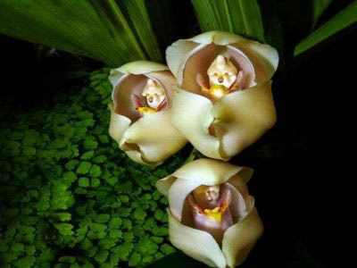 Орхидея «Запеленованные младенцы» выглядит умиляюще.
