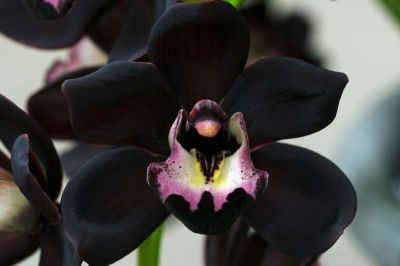 Черная бабочка – шикарная разновидность орхидеи.