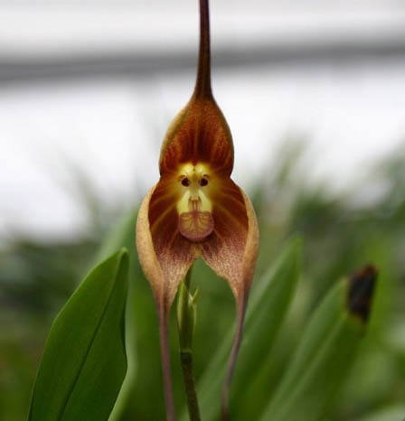 Обезьянья орхидея – это отнюдь не Фотошоп!