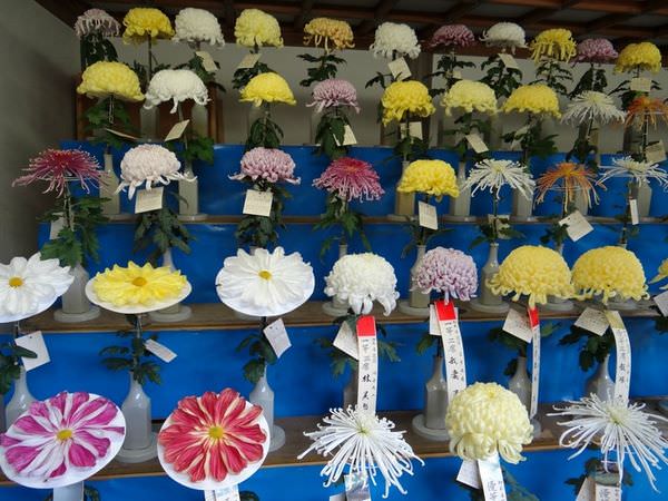 Конкурс на лучшую хризантему в Японии 