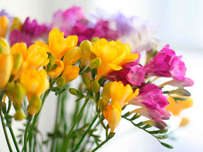 В лучшей форме выразить свою любовь и уважение жене в годовщину свадьбы – заказать цветы фрезии.