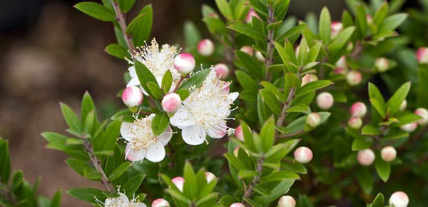 Вечнозеленое растение мирт – традиционный цветок свадебных композиций Дома Виндзоров.