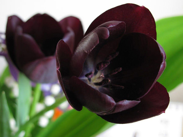 Происхождение уникального сорта Черный тюльпан детально описано в одноименном романе А.Дюма.