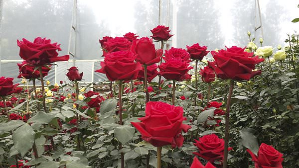 Плантация роз в Эквадоре